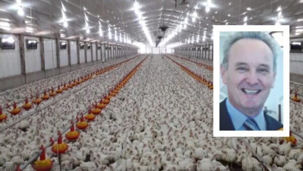 Las Camelias faena 250 mil pollos por día y proyecta crecer, mientras reclama contraprestación pública por los impuestos