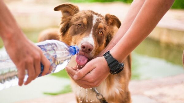 Frente al calor intenso, recomiendan medidas de protección para las mascotas