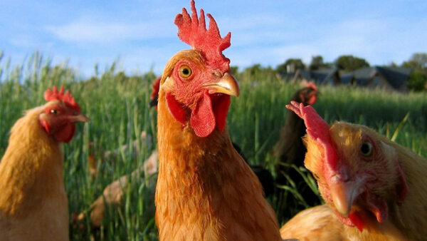 «El tubo de oxígeno se está cerrando»: advierten una nueva crisis en el sector avícola